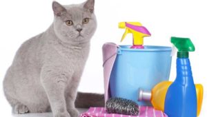 A grey and white cat sitting on a table Description automatically generated
