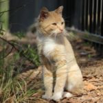 An orange and white cat is sitting in the dirt Description automatically generated