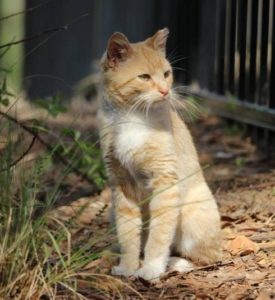 An orange and white cat is sitting in the dirt Description automatically generated